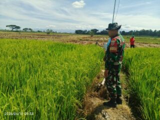 Babinsa Desa Aka Akae Monitoring Luas Tambah Tanam di Kelompok Tani Batang Ase